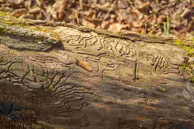 Spuren des Borkenkäfers