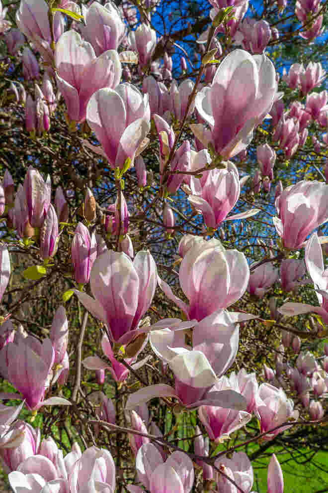 Nachbars Magnolien 2