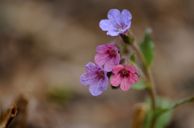 unbeachtete Schönheit