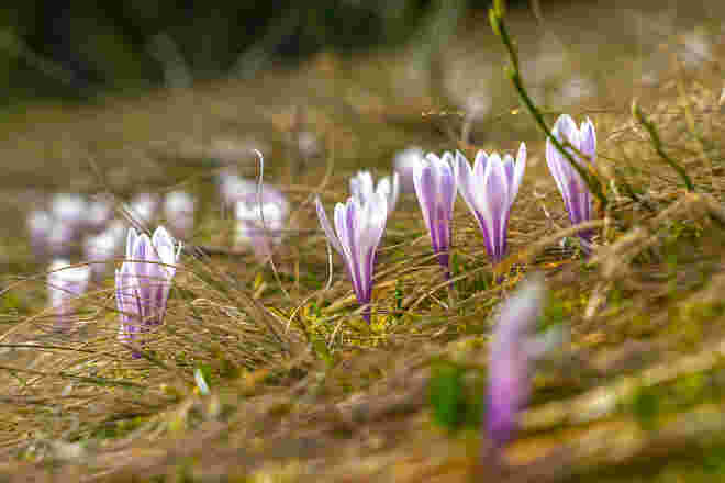 Blumenmeer