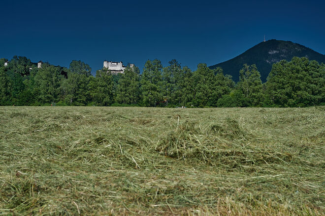 Von der Rosittengasse