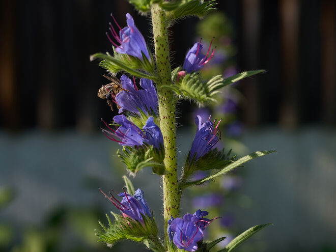 Natternkopf mit Biene