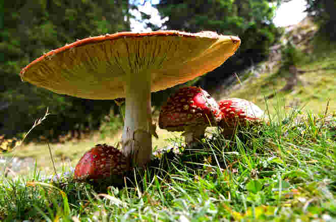 Familie Rotkäppchen