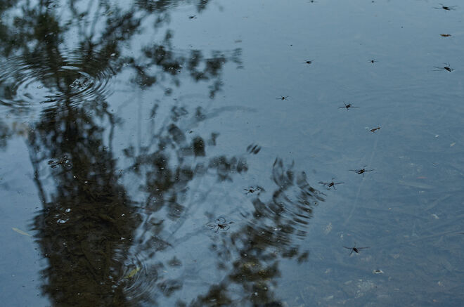 Faszination Wasserläufer