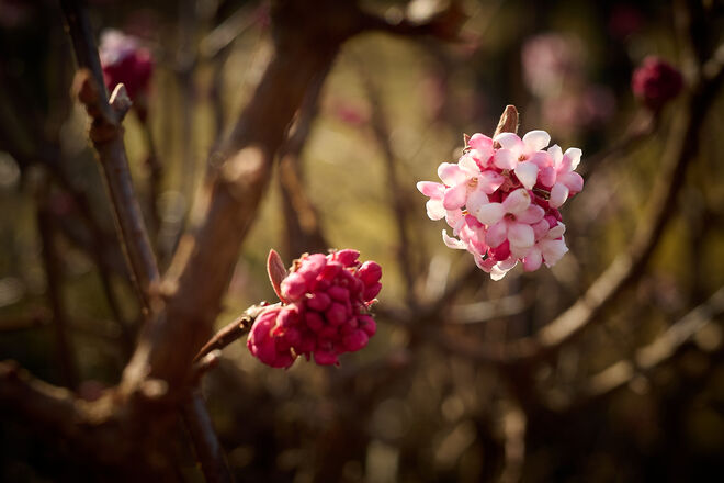 Duftschneeball blüht auch schon