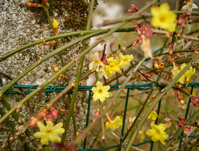 Auch an den Zäunen blüht es schon