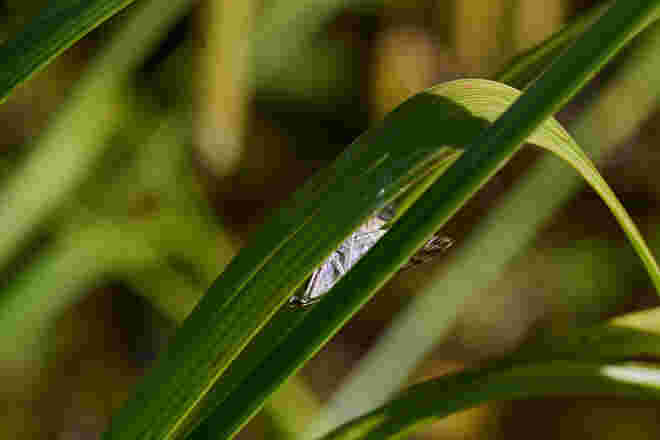 Versteckt - entdeckt