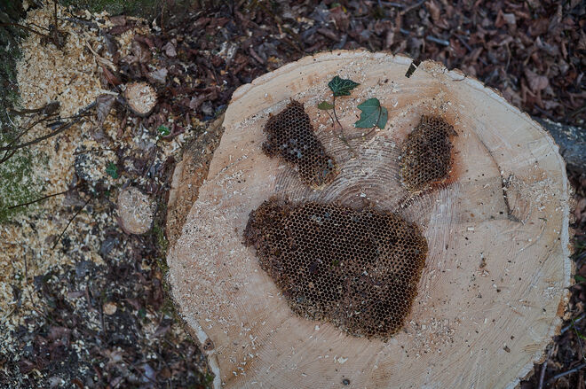 Waben in der Aigner Au