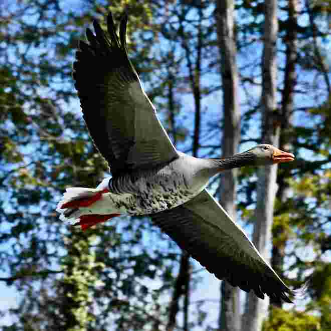 Überflieger