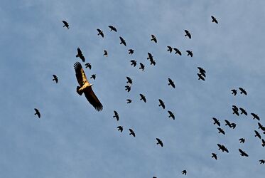 Starker Flugverkehr...