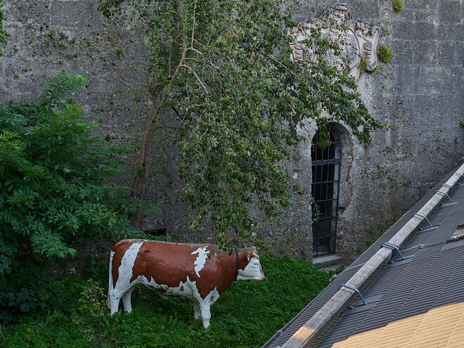 Salzburger Stier  ;  )