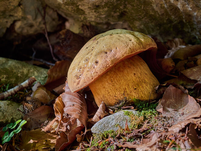 Einer von diesen Hexen-Röhrlingen