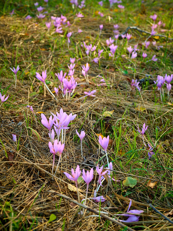 Herbstzeitlose am Glanbach