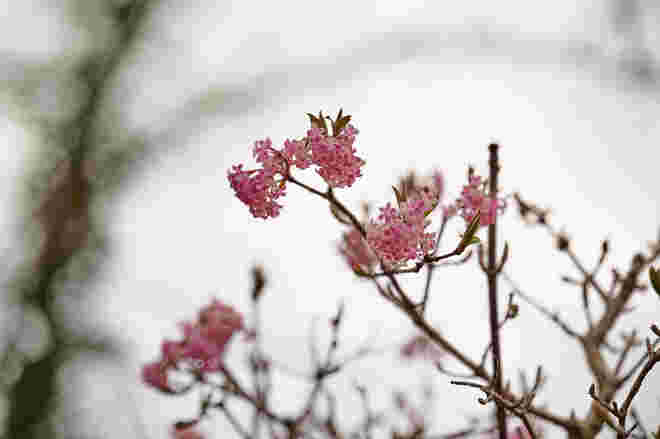 Zartes Rosa