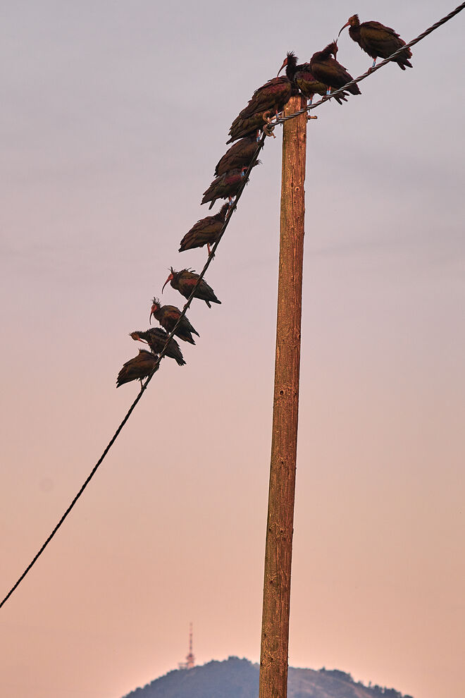 Waldrappenversammlung