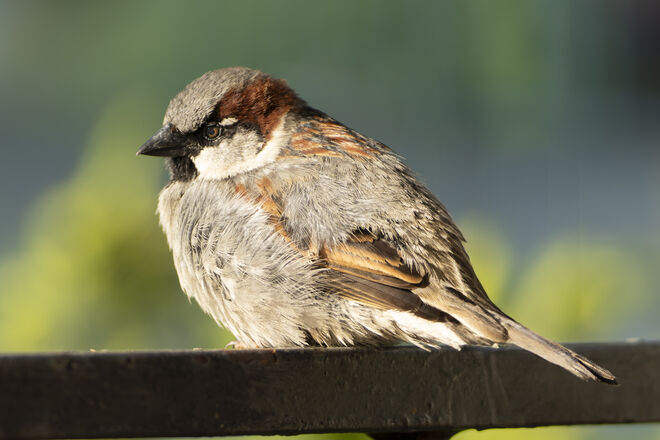 Lieber Gast am Balkon