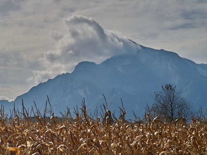 Wolkenlangohrfledermaus