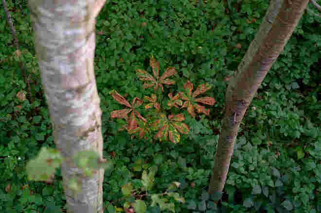 Mittendrin