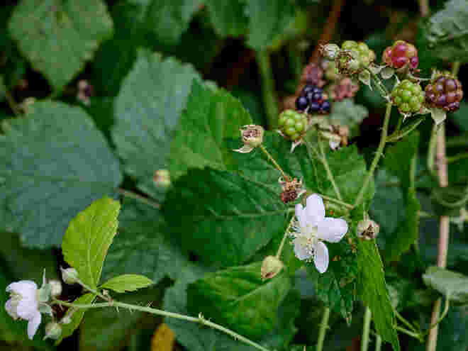 Frische Blüten