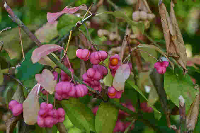 Herbstfarben