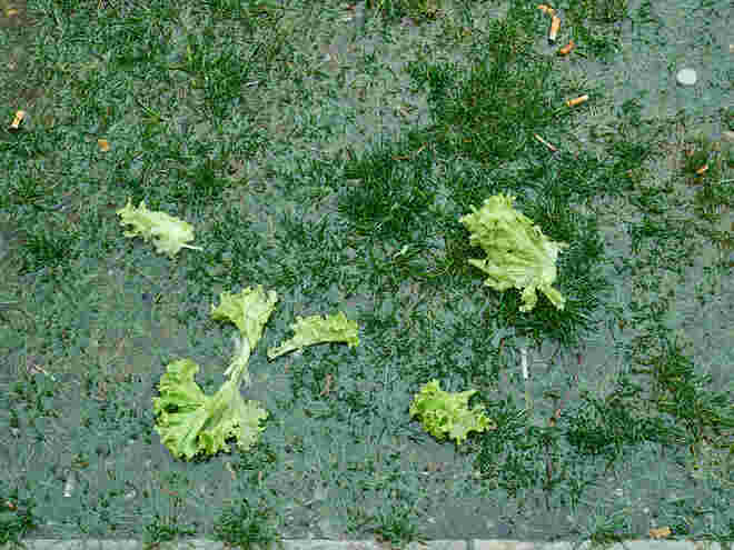 Im Furtwängler Garten