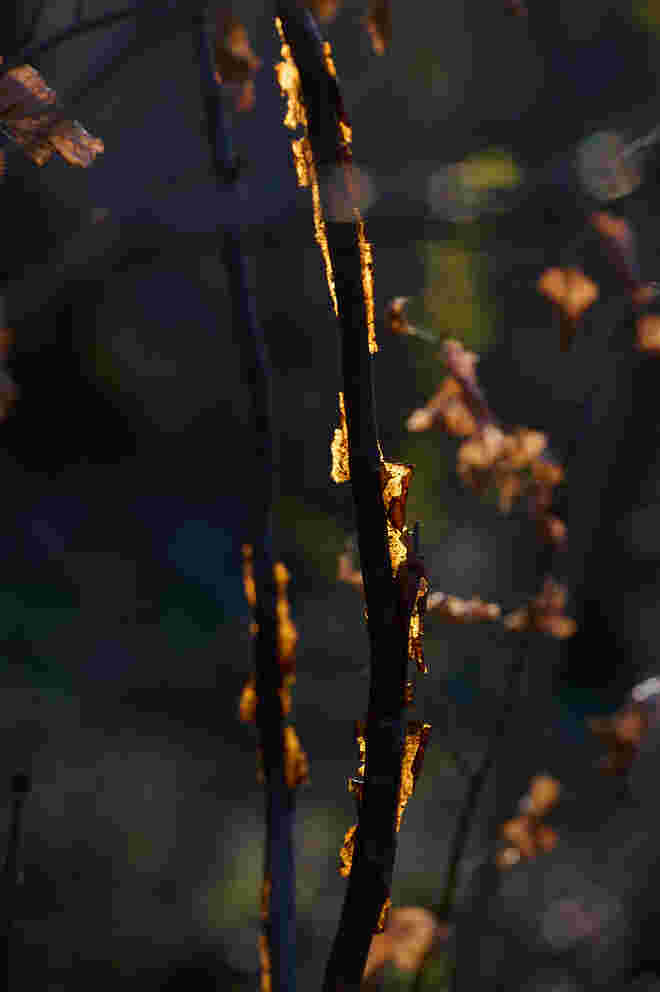 Auimpression 3