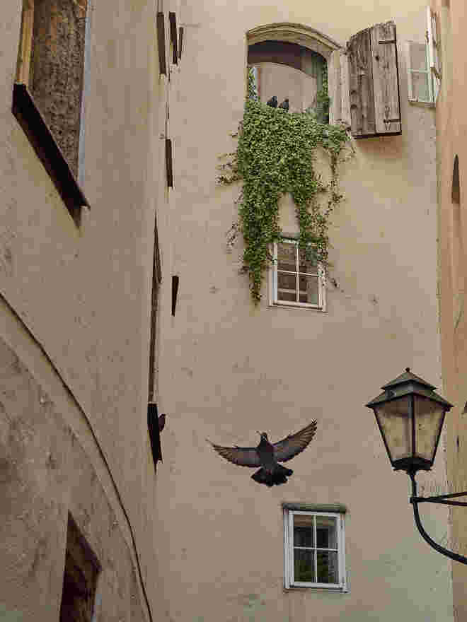 Friedenstaube  ?