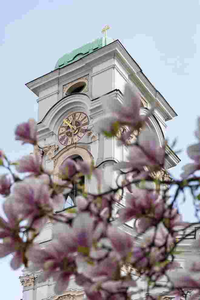 Magnolienblüte am Makartplatz