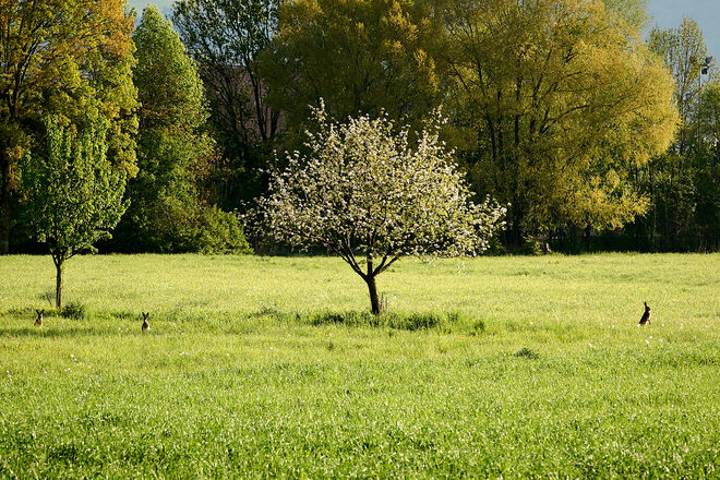 Die Löffel aufgestellt