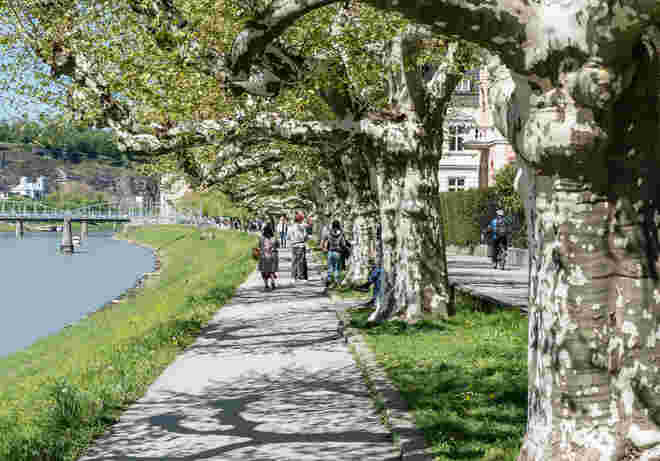 Platanenallee am Giselakai