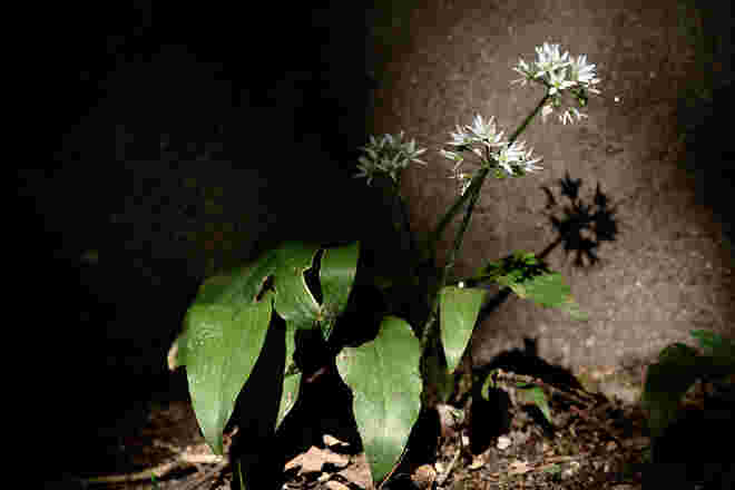 Licht und Schatten