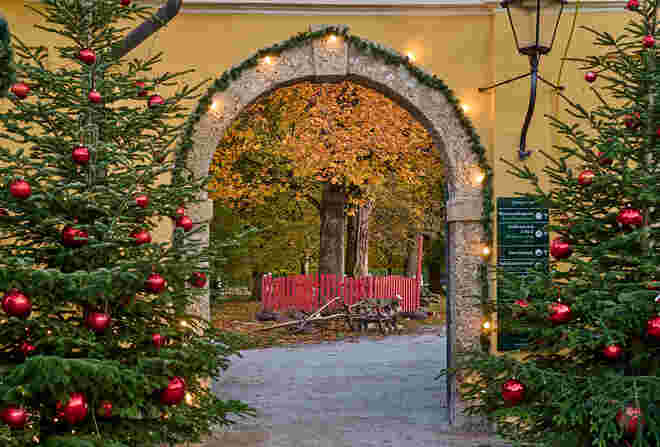 Der Tulpenbaum trägt noch keine Kugeln