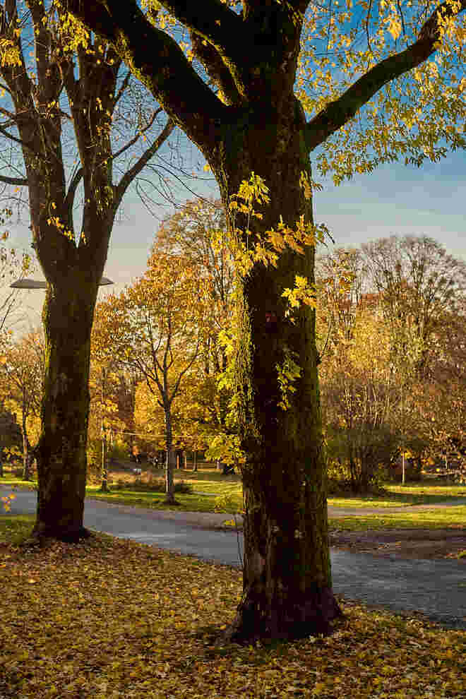 Novembergold