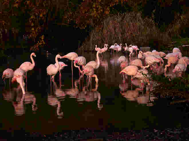 Pretty Flamingos
