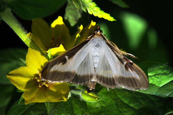 Der Buchsbaumzünsler