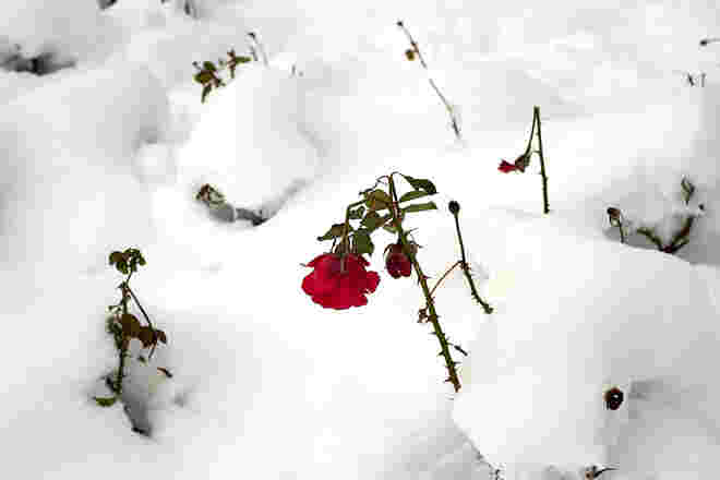 Auf dem Rosenhügel