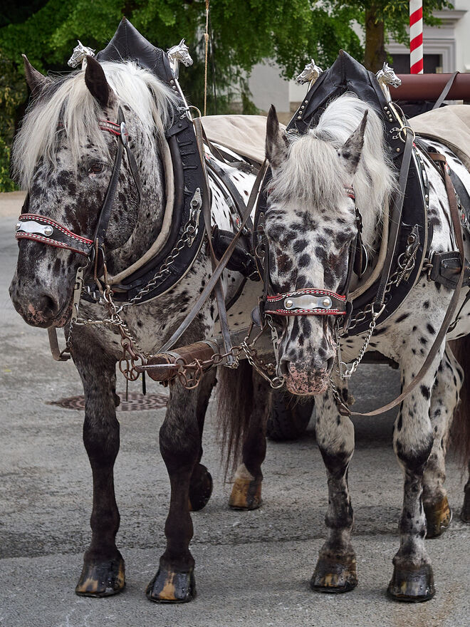 Edles Gespann der Stieglbrauerei