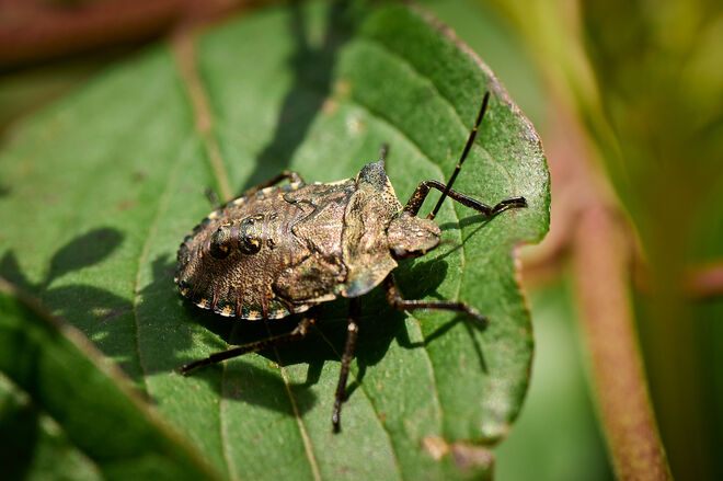 Rotbeinige Baumwanze