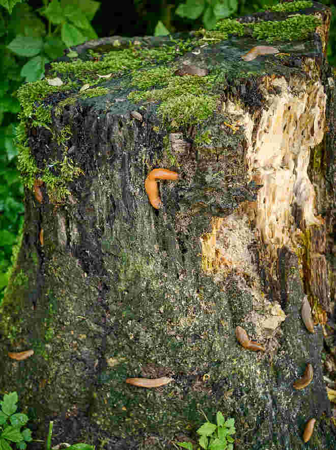 Kletterturm für Nacktschnecken  ;  )