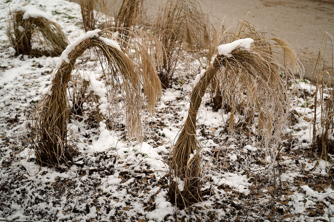 Verneigung vor dem Winter  ;  )