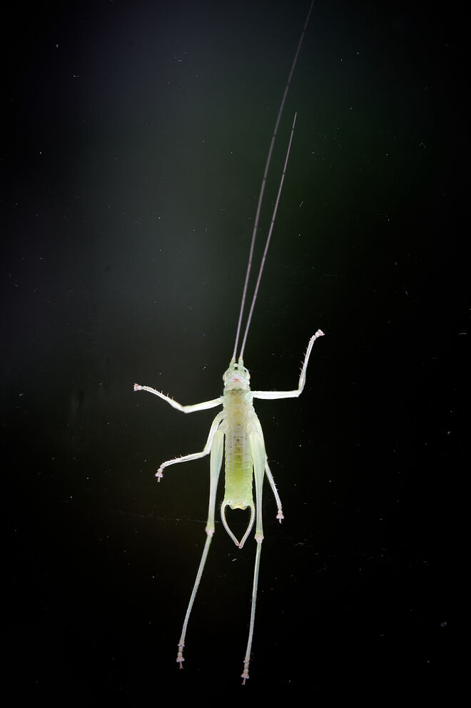 Besuch auf meinem Fenster