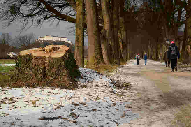 Alleebaum gibt Blick frei