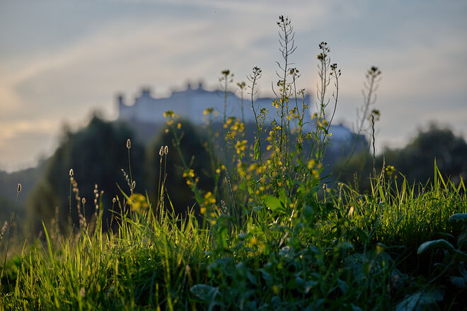 Freisaal am 20.7.2025