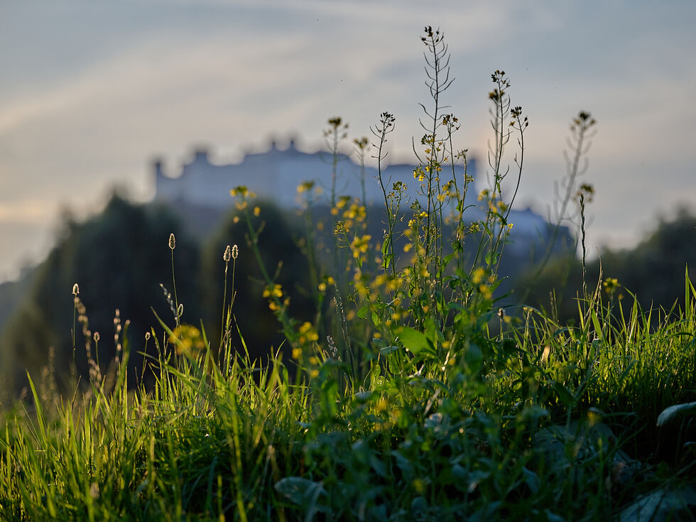 Freisaal am 20.7.2025