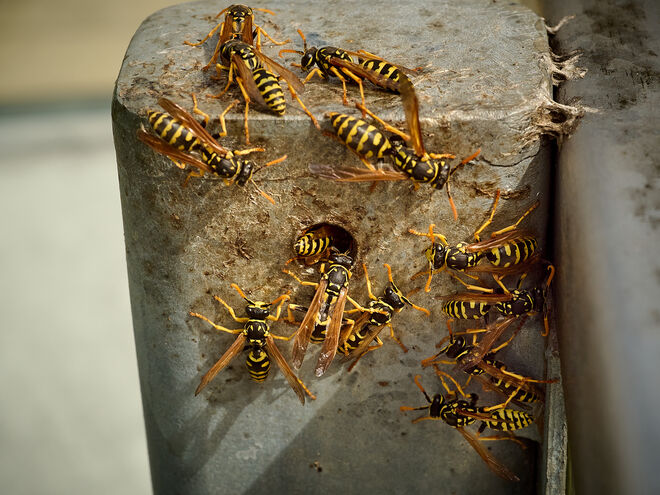 Ein und aus im Wespenhaus