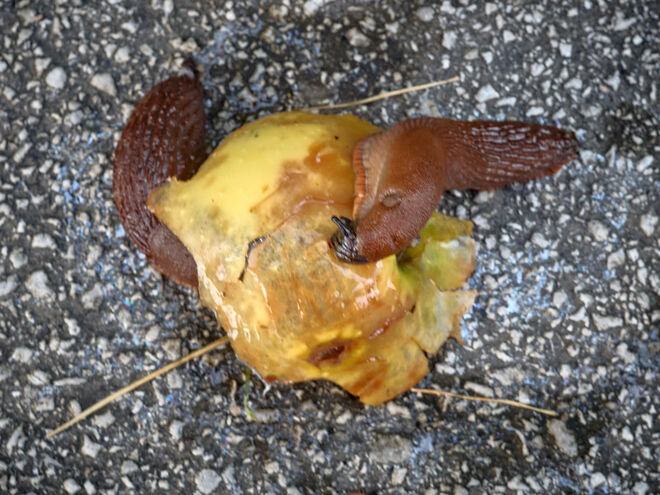 An apple a day, keeps the doctor away   ;  )