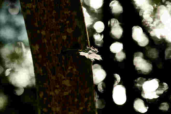 Blatt am Salzachufer
