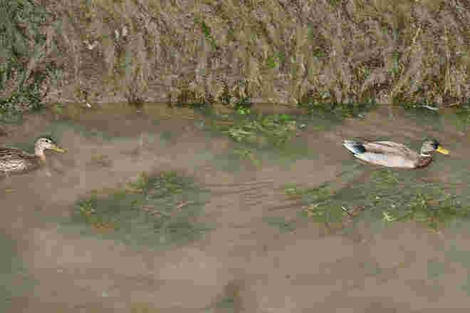 Im abgesenkten Almkanal