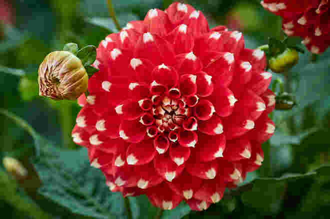 Dahlien in Hellbrunn