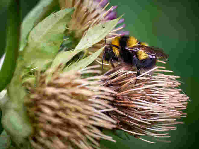 Stachelig